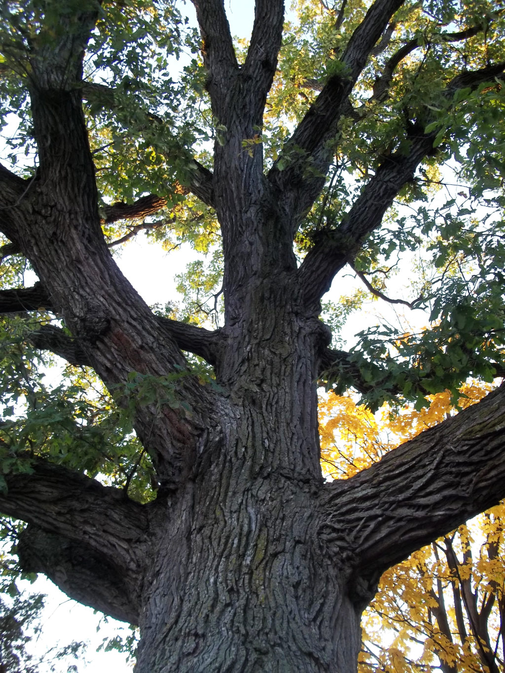 Bur Oak Bark Ontario Native Plant Nursery Container Grown 705