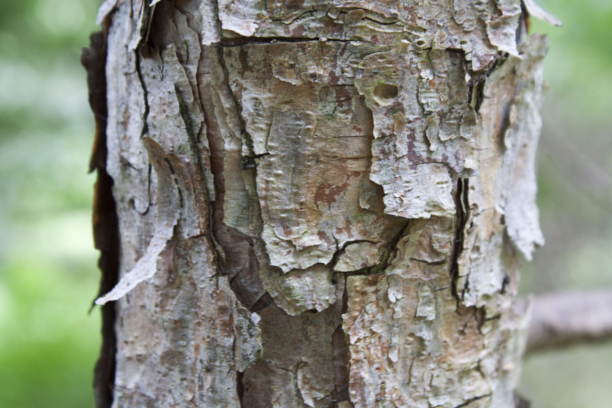 Red Pine Bark Ontario Native Plant Nursery Container Grown 705