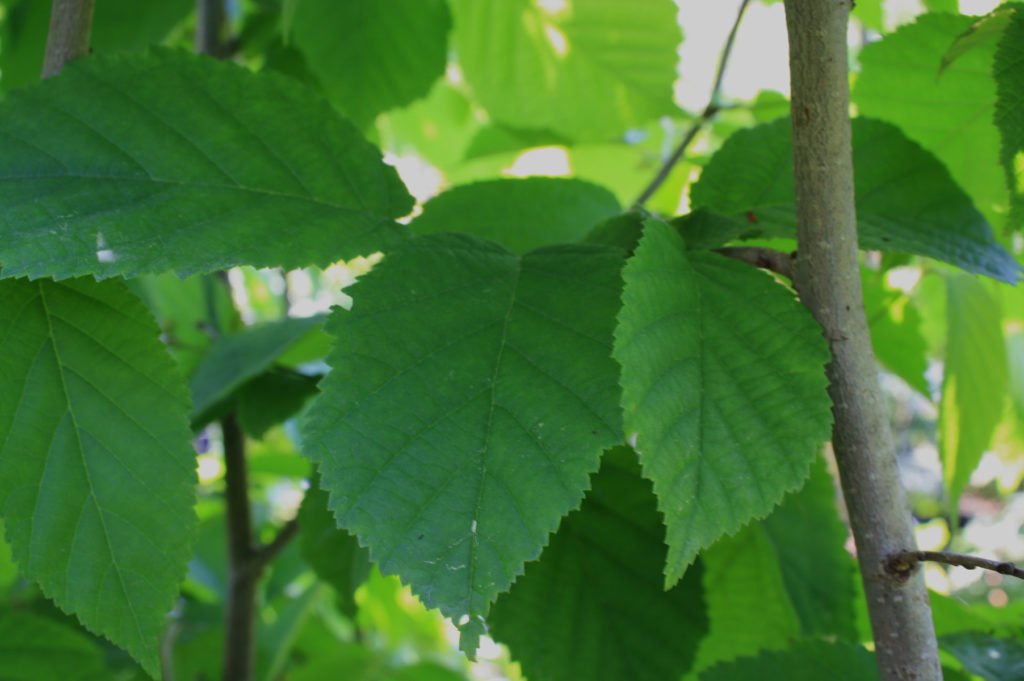 American Hazel leaf branch 2 — Ontario Native Plant Nursery | Container ...