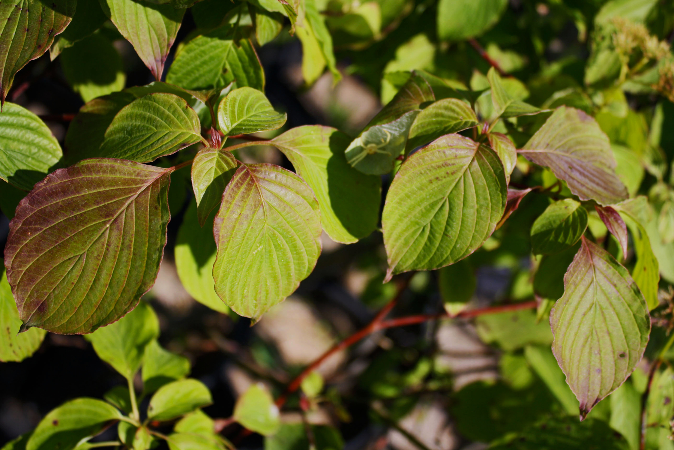 alternate-leaved-dogwood-ontario-native-plant-nursery-container