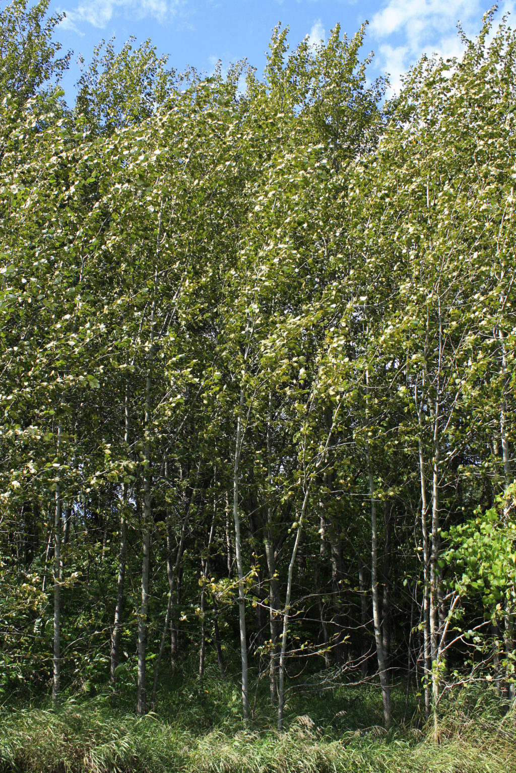 Balsam Poplar — Ontario Native Plant Nursery Container Grown (705