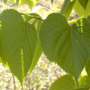 Ontario Native Trees — Ontario Native Plant Nursery 