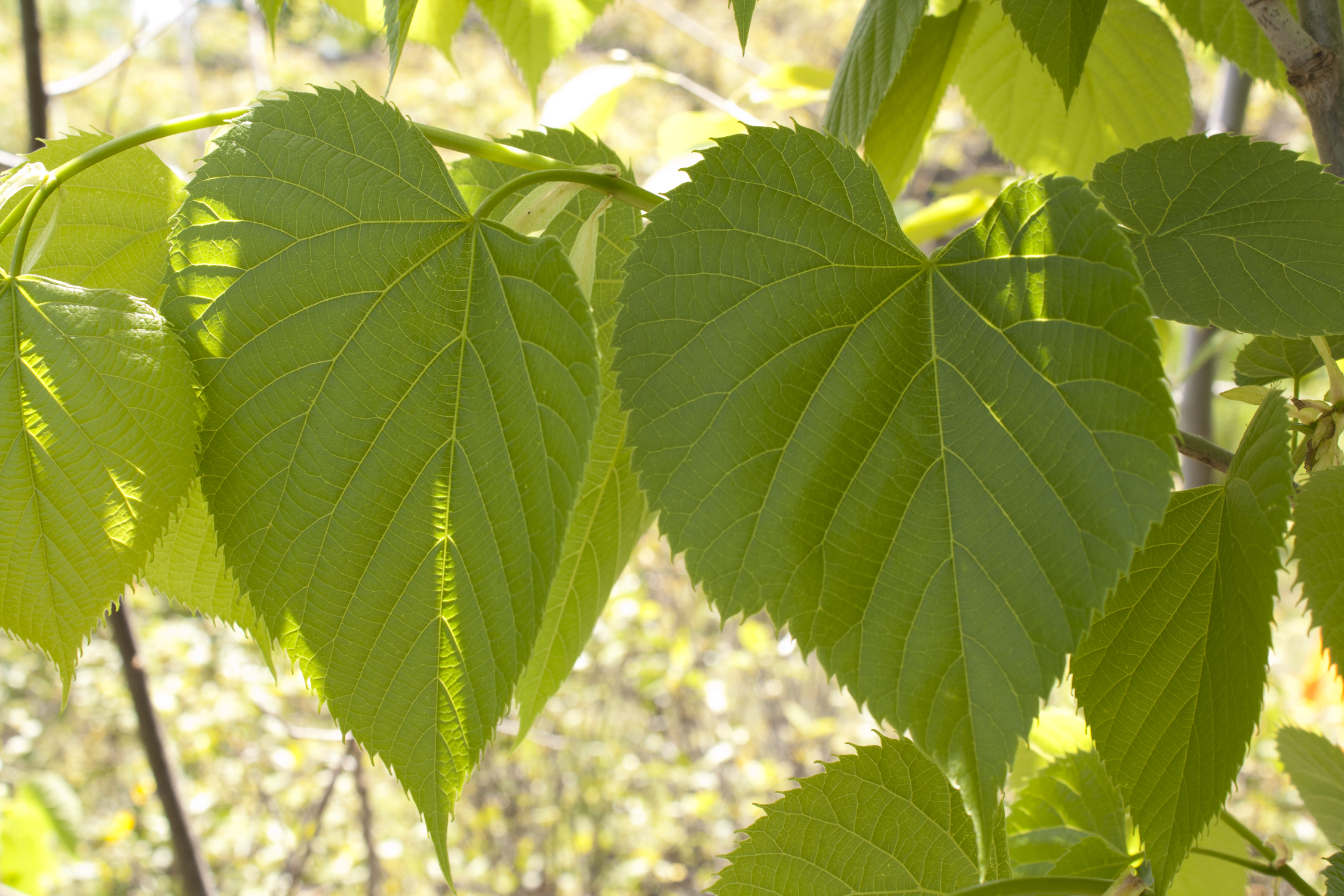 Basswood - Ontario Native Plant Nursery | Container Grown | (705)466-6290