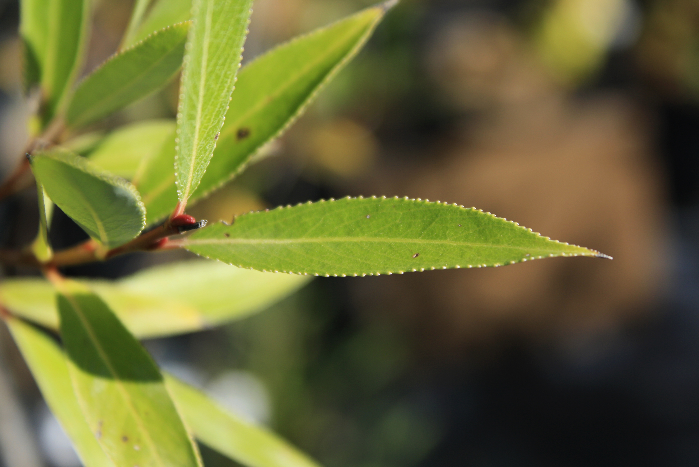 Black Willow — Ontario Native Plant Nursery | Container Grown | (705