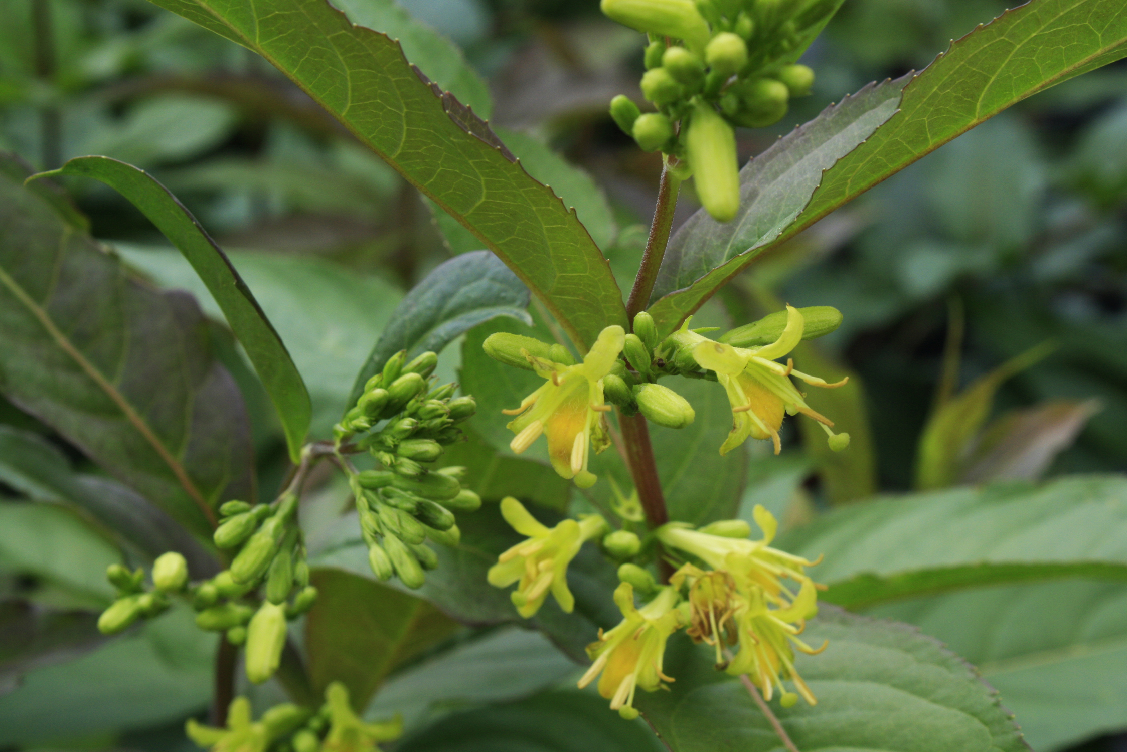 Bush Honeysuckle - Ontario Native Plant Nursery | Container Grown ...