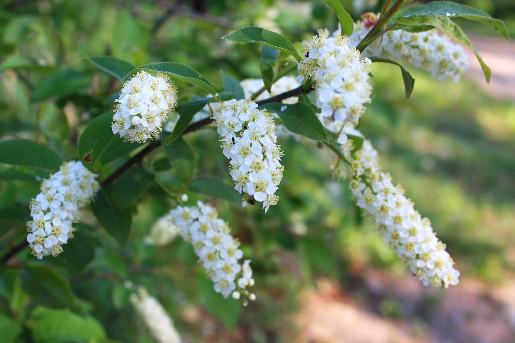 Chokecherry — Ontario Native Plant Nursery