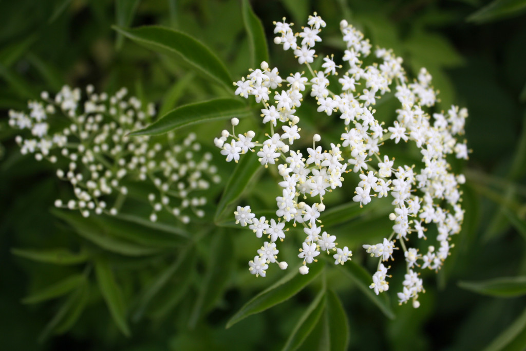 Common Elderberry Ontario Native Plant Nursery Container Grown