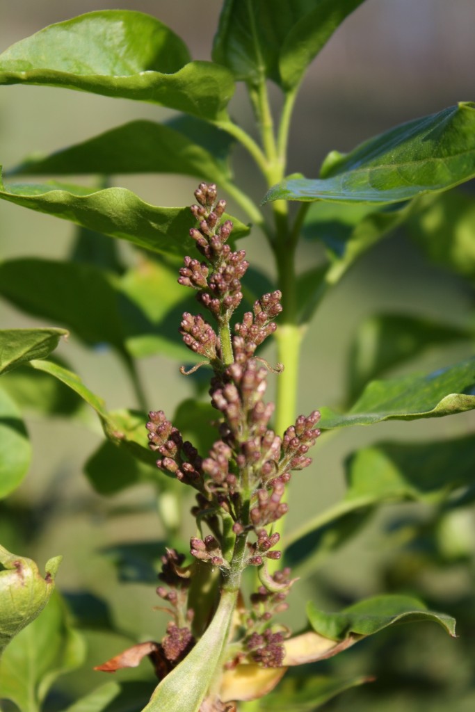 Common Lilac Ontario Native Plant Nursery Container Common Lilac Ontario Native Plant Nursery Container