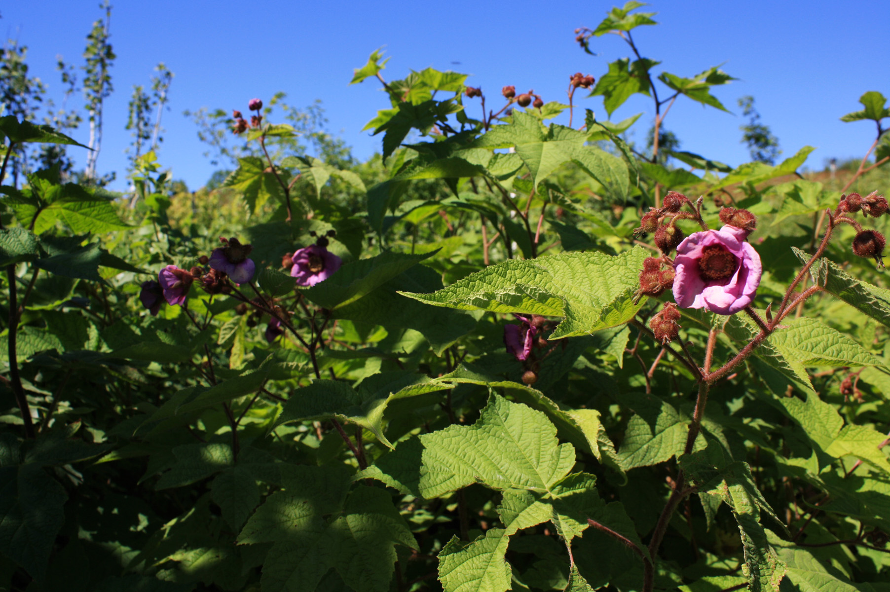 Flowering Raspberry Ontario Native Plant Nursery Container Grown (705)4666290