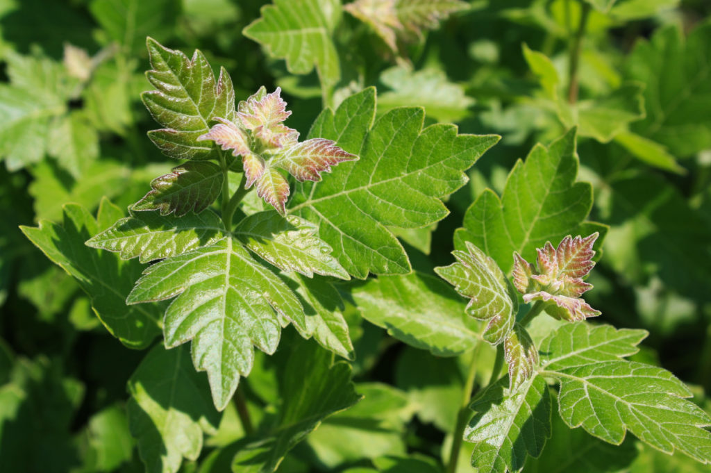 Fragrant Sumac — Ontario Native Plant Nursery Container Grown (705