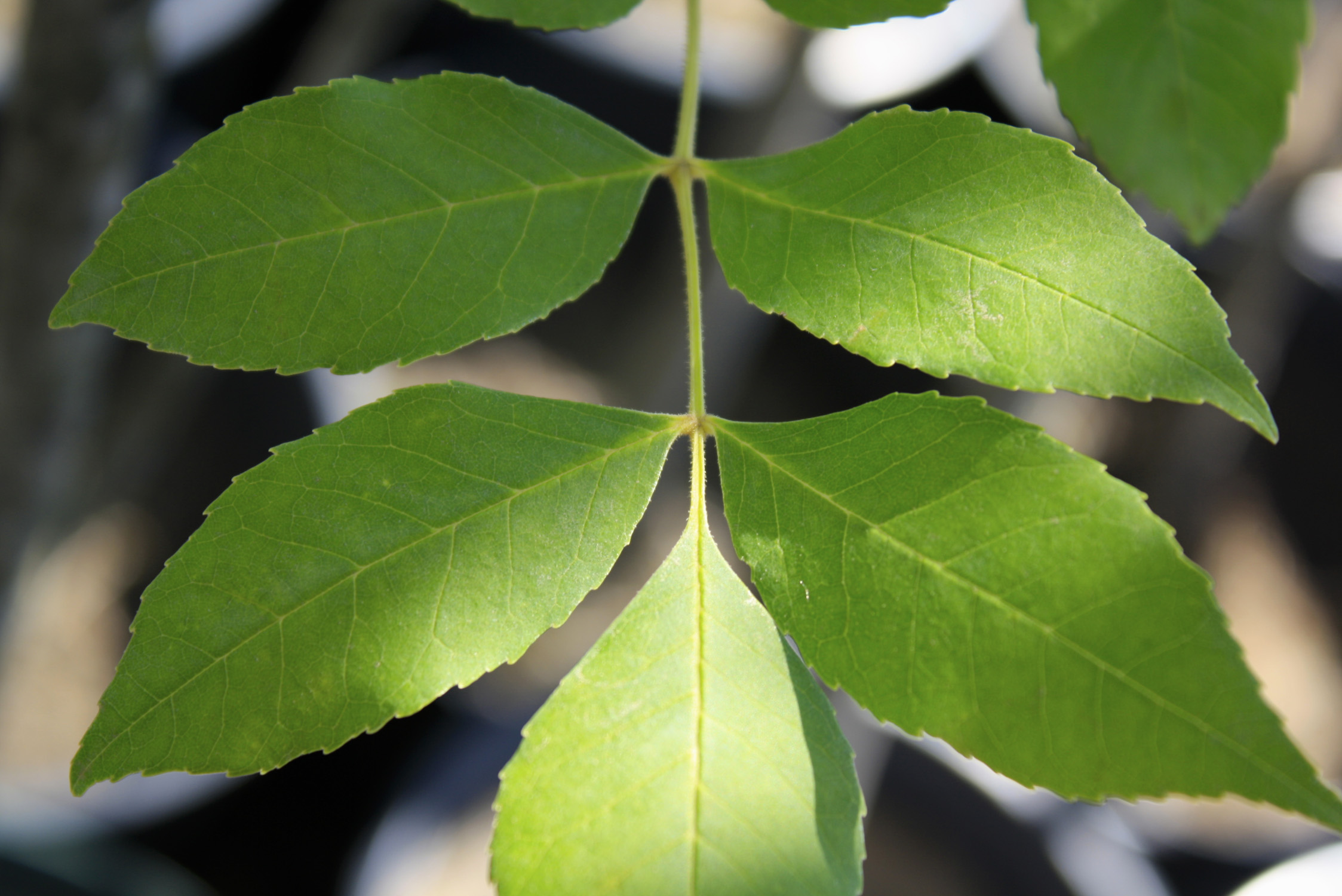 Green Ash leaf 3 
