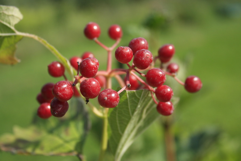 Highbush Cranberry — Ontario Native Plant Nursery Container Grown