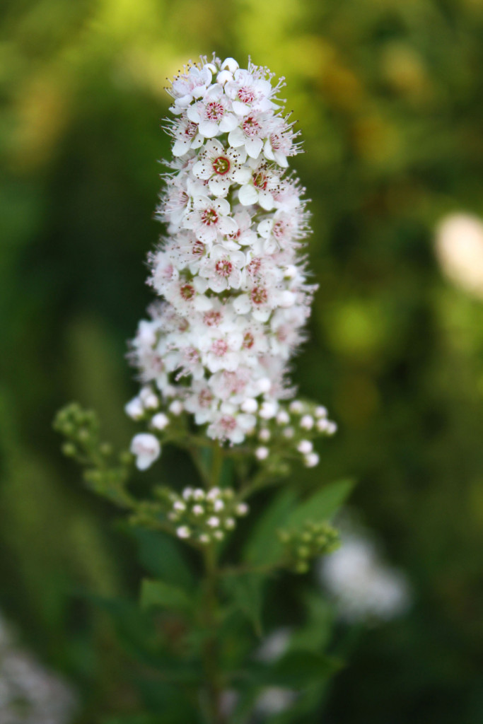 Meadowsweet Ontario Native Plant Nursery Container Grown (705)466