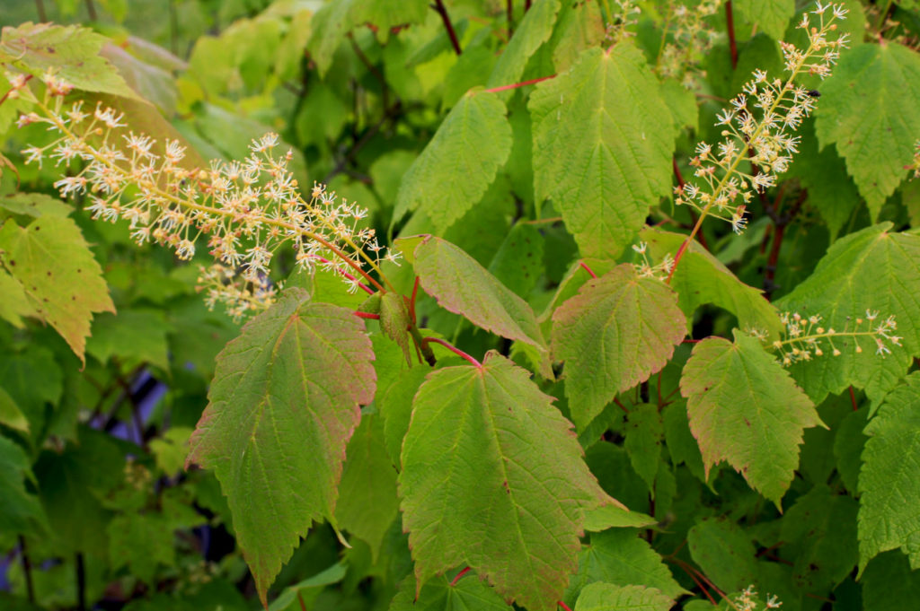 Mountain Maple - Ontario Native Plant Nursery | Container Grown | (705 ...