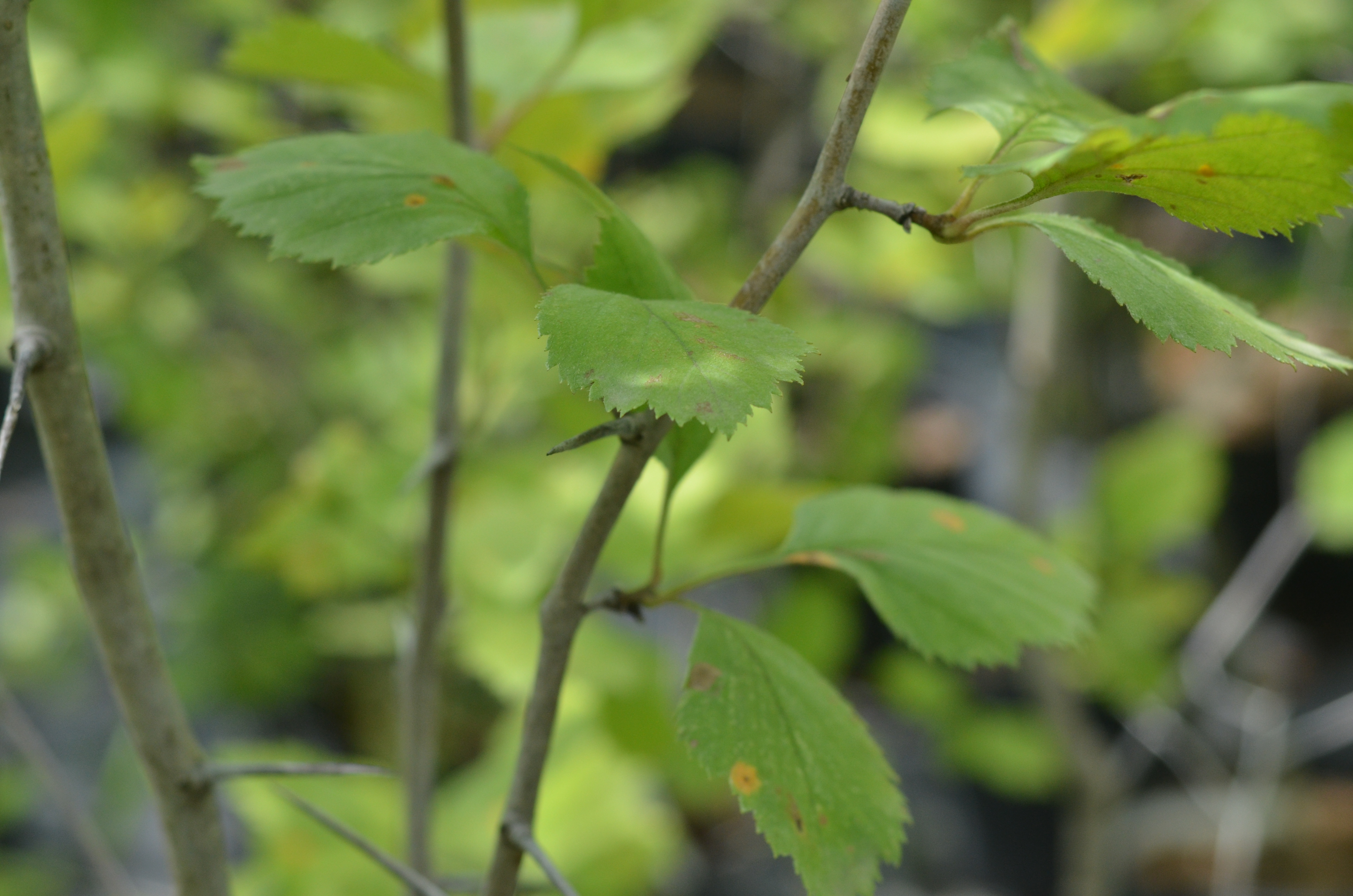 Picture 013 — Ontario Native Plant Nursery Container Grown (705)466
