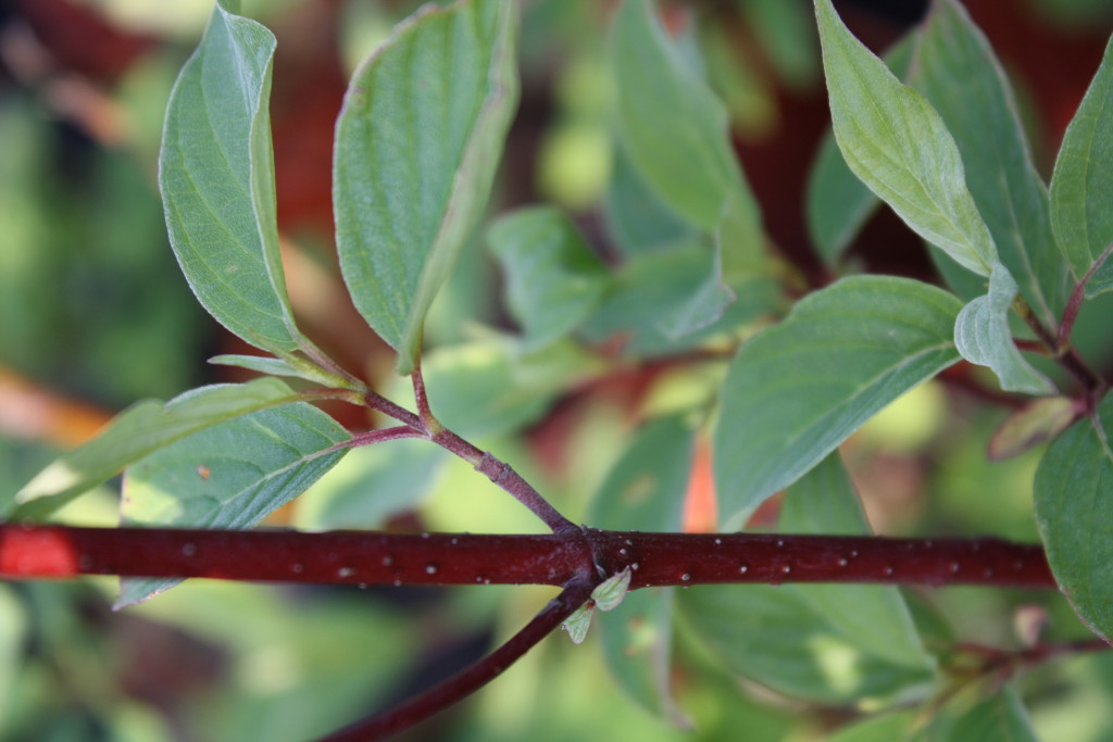 Red Osier Dogwood — Ontario Native Plant Nursery Container Grown