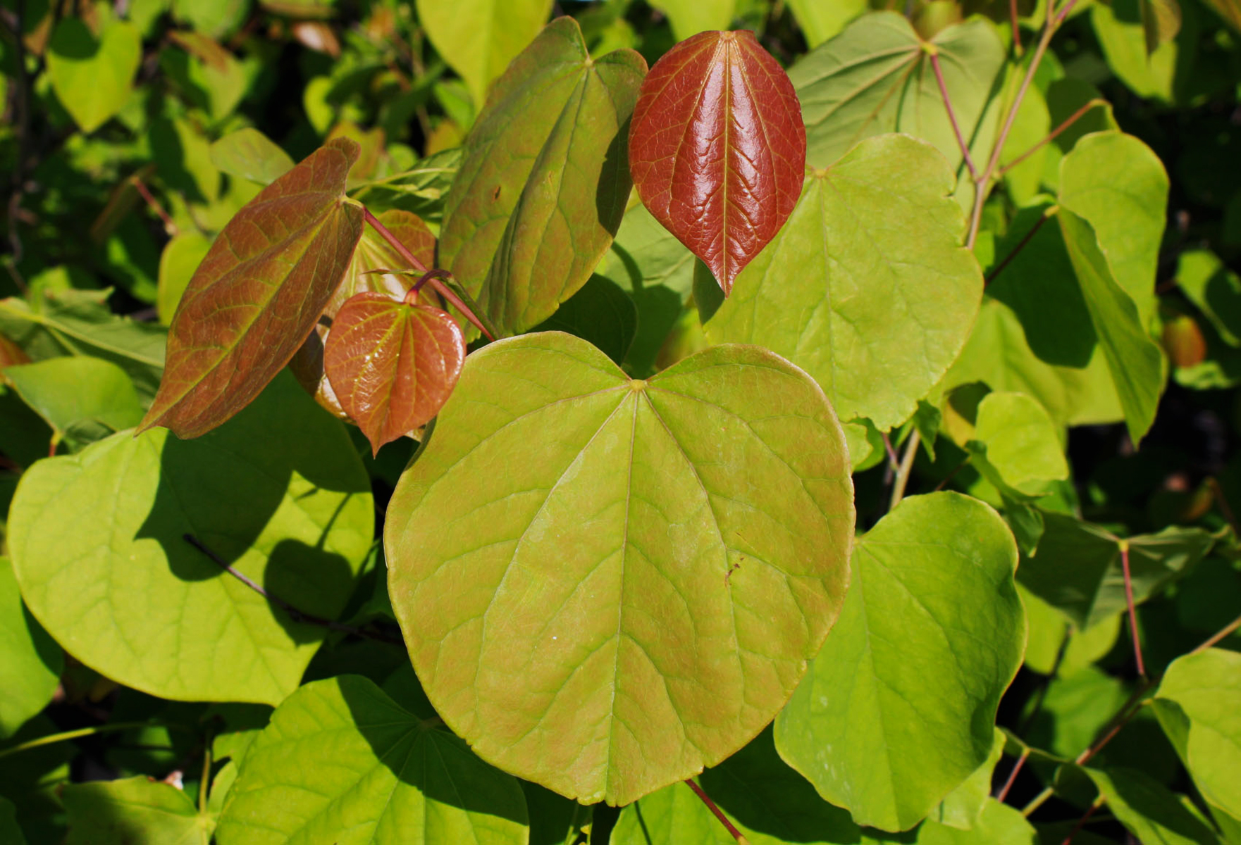 Red Bud leaf 2 - Ontario Native Plant Nursery | Container Grown | (705 ...