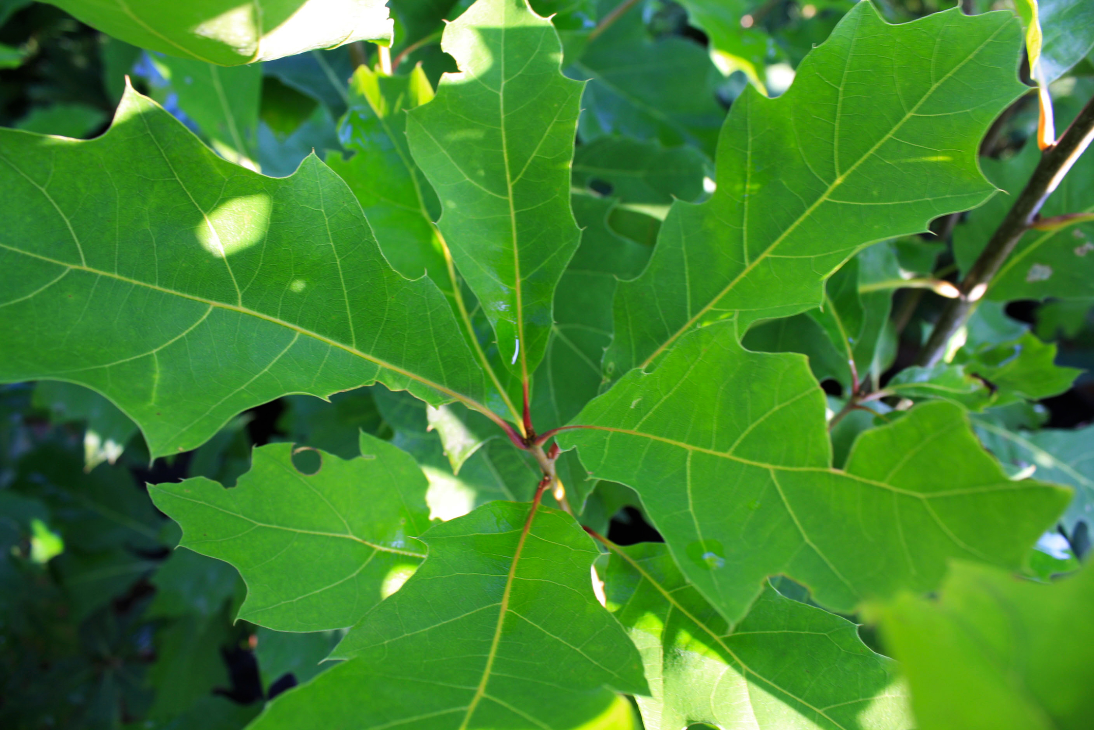 Red Oak Leaf 4 Ontario Native Plant Nursery Container Grown 705 