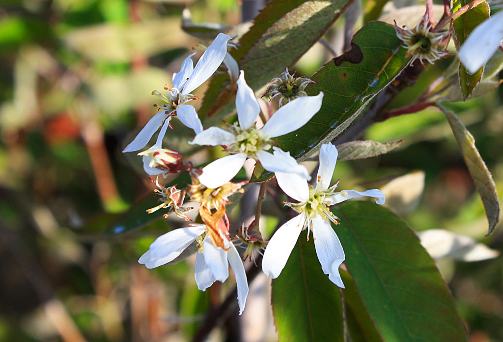 Serviceberry — Ontario Native Plant Nursery Container Grown (705
