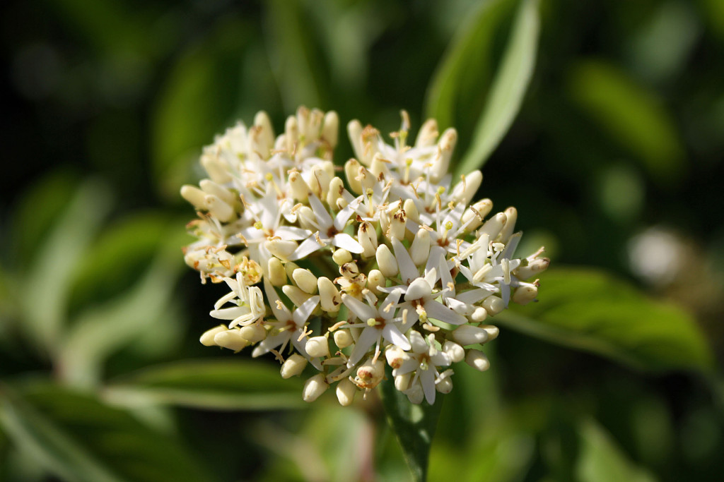 Silky Dogwood Ontario Native Plant Nursery Container Grown (705