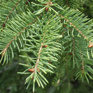 Ontario Native Trees — Ontario Native Plant Nursery 