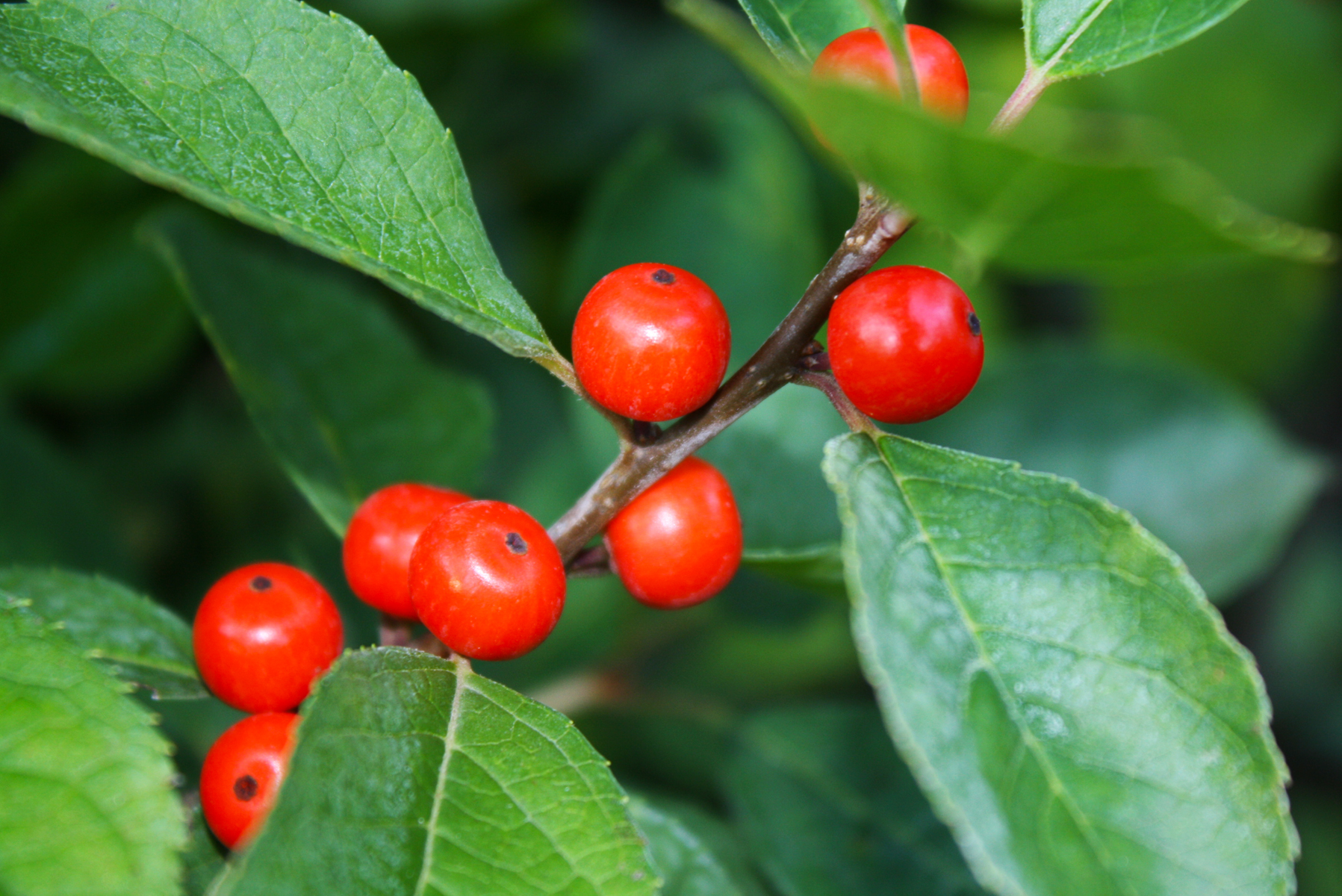 Edible Berries In Ontario