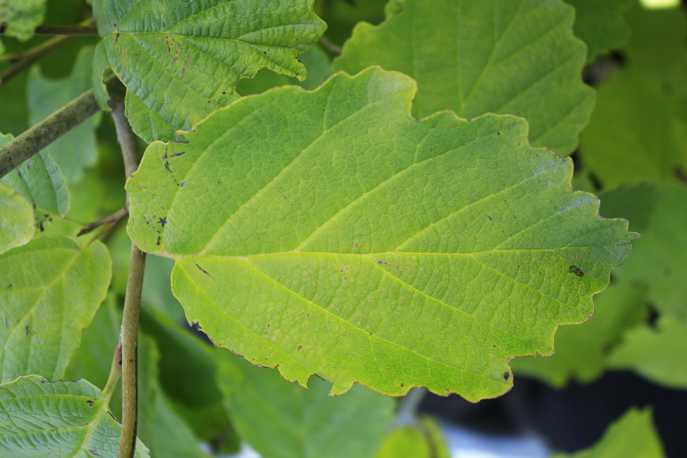 witchhazel-leaf-ontario-native-plant-nursery-container-grown-705