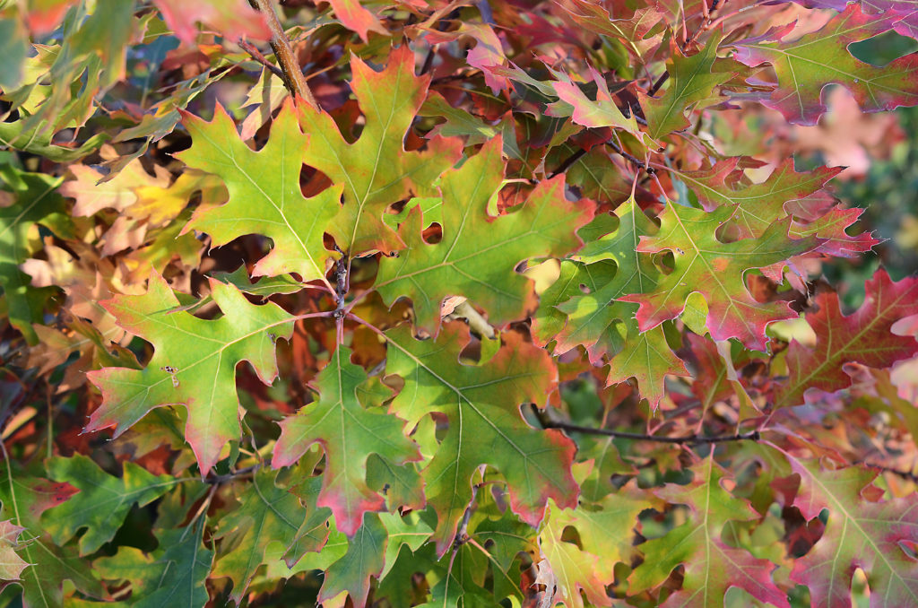 Black Oak — Ontario Native Plant Nursery | Container Grown | (705)466-6290