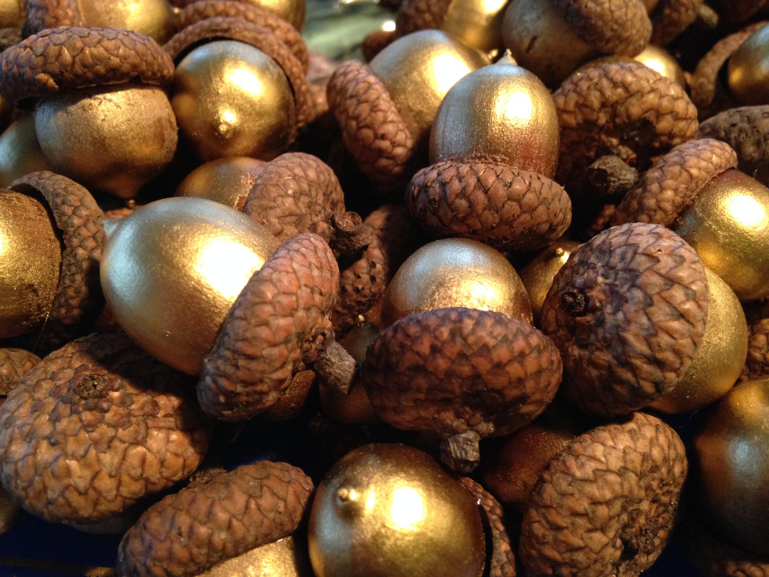 golden acorns — Ontario Native Plant Nursery | Container Grown | (705 ...