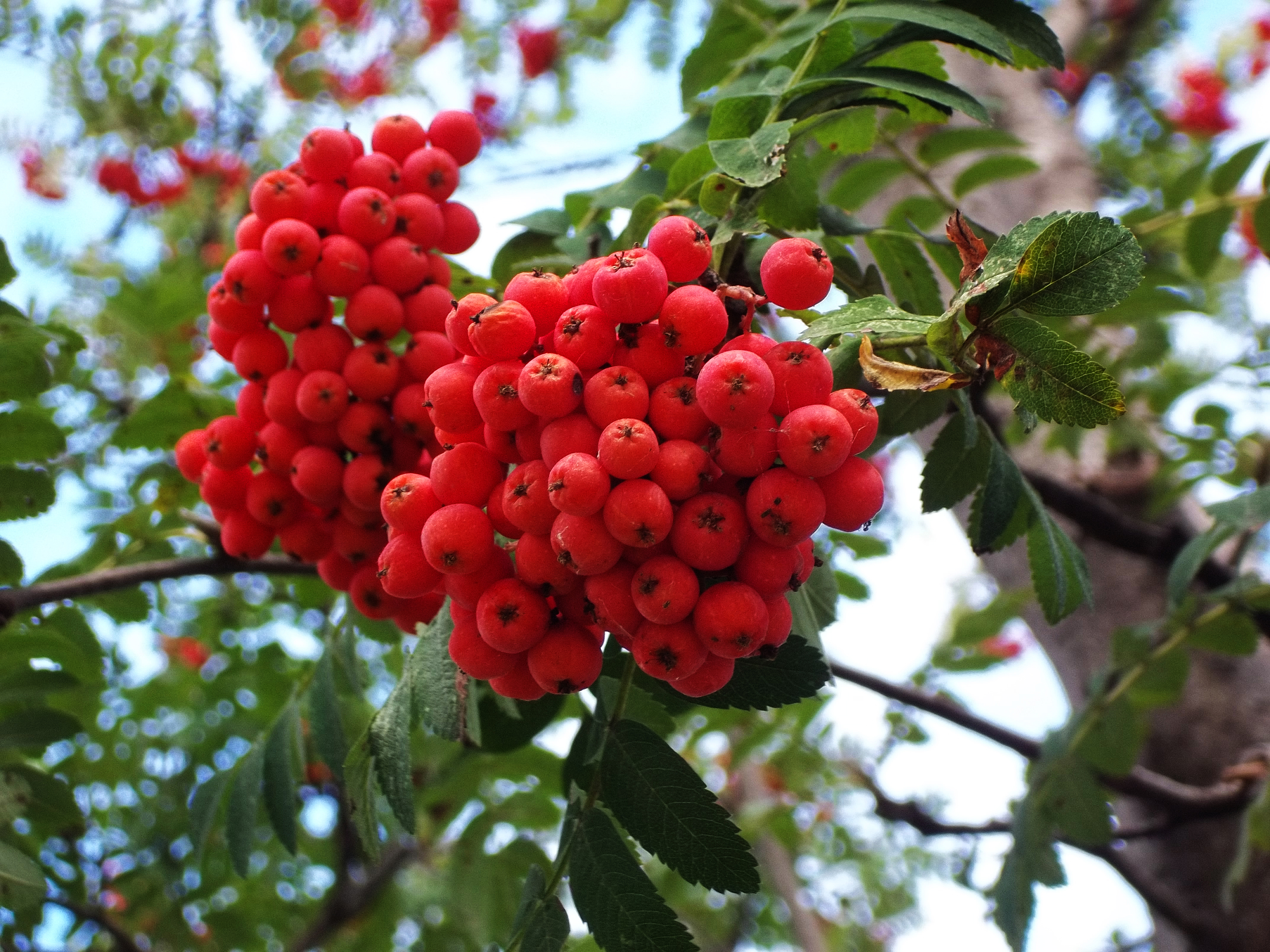 Image result for mountain ash berries