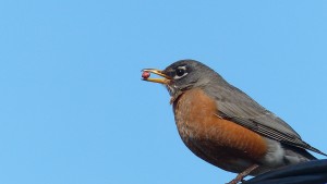 robin-724848_1920