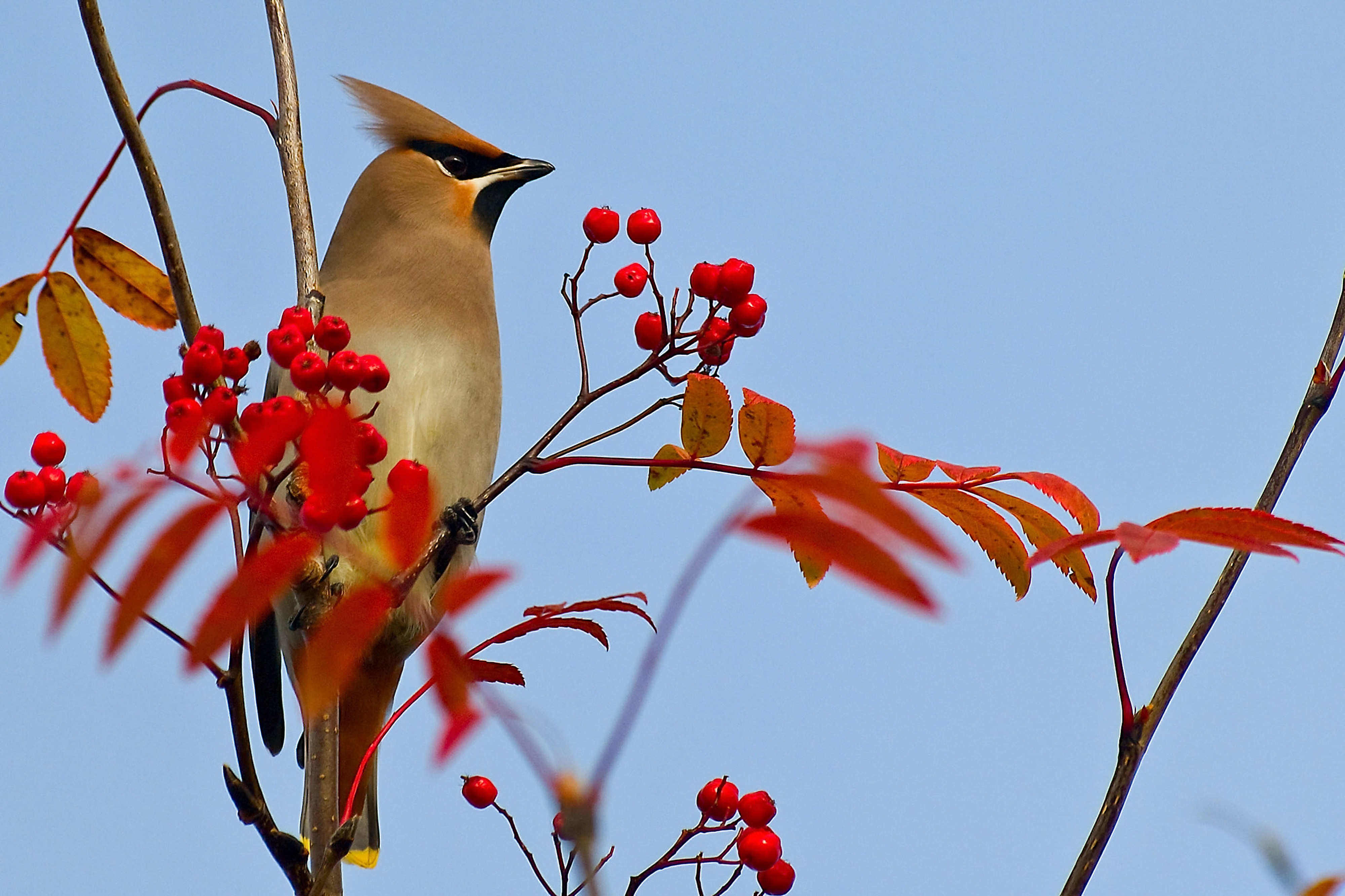 Five Native Berry-Producing Trees and Shrubs for Birds