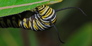 caterpillar-562094
