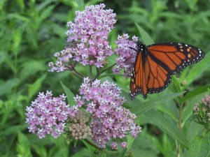 Monarchs Need Milkweed Ontario Native Plant Nursery Container Grown 705 466 6290