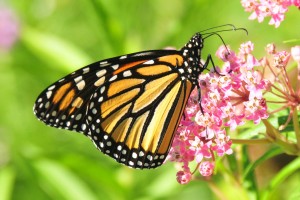 monarch-butterfly-957784