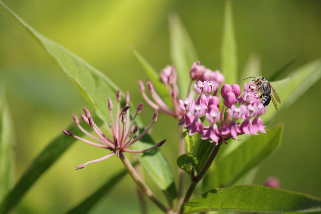 Monarchs Need Milkweed — Ontario Native Plant Nursery Container Grown