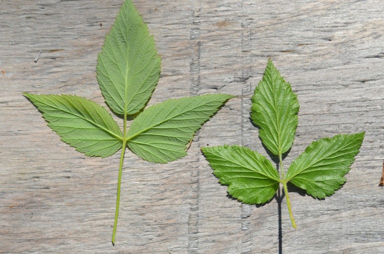 Blackberries & Black Raspberry — Ontario Native Plant Nursery