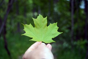 Maple Leaf Holding