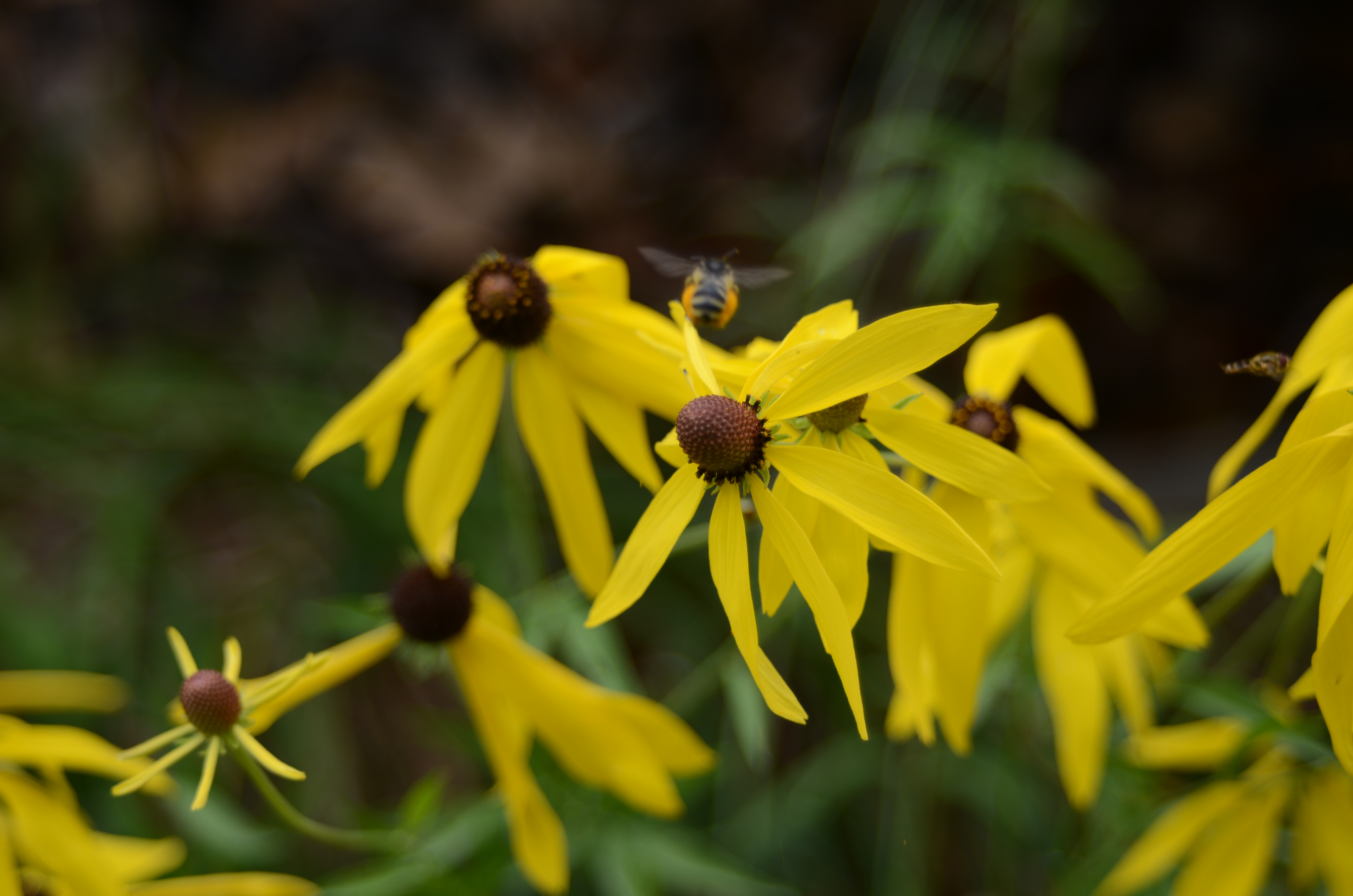 Greyheaded Coneflower — Ontario Native Plant Nursery Greyheaded Coneflower — Ontario Native Plant Nursery