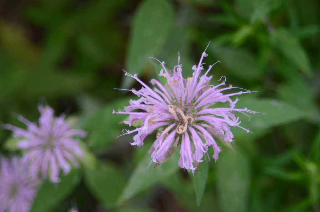 Wild Bergamot — Ontario Native Plant Nursery | Container Grown | (705 ...