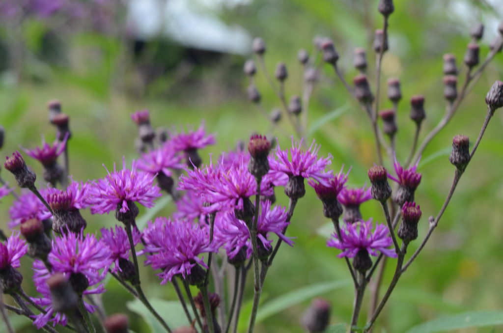 Missouri Ironweed — Ontario Native Plant Nursery Container Grown