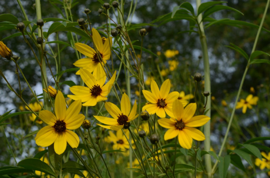 Tall Coreopsis — Ontario Native Plant Nursery Container Grown 705466 6290 6625