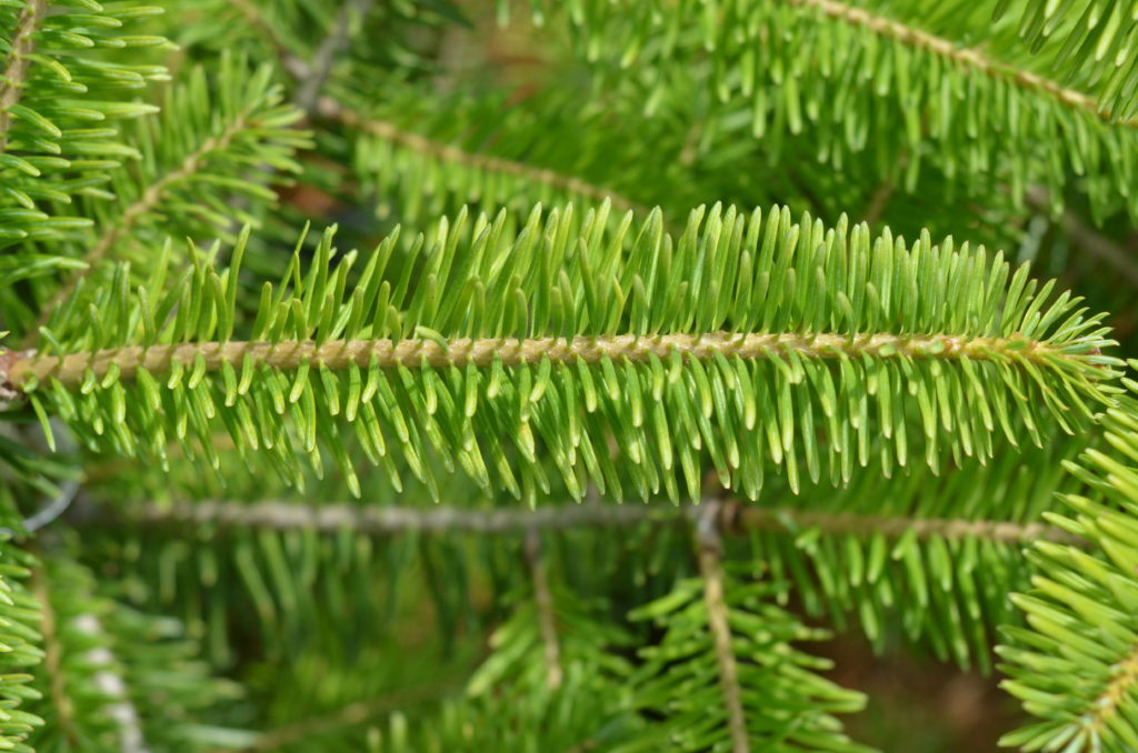 Balsam Fir — Ontario Native Plant Nursery Container Grown (705)4666290