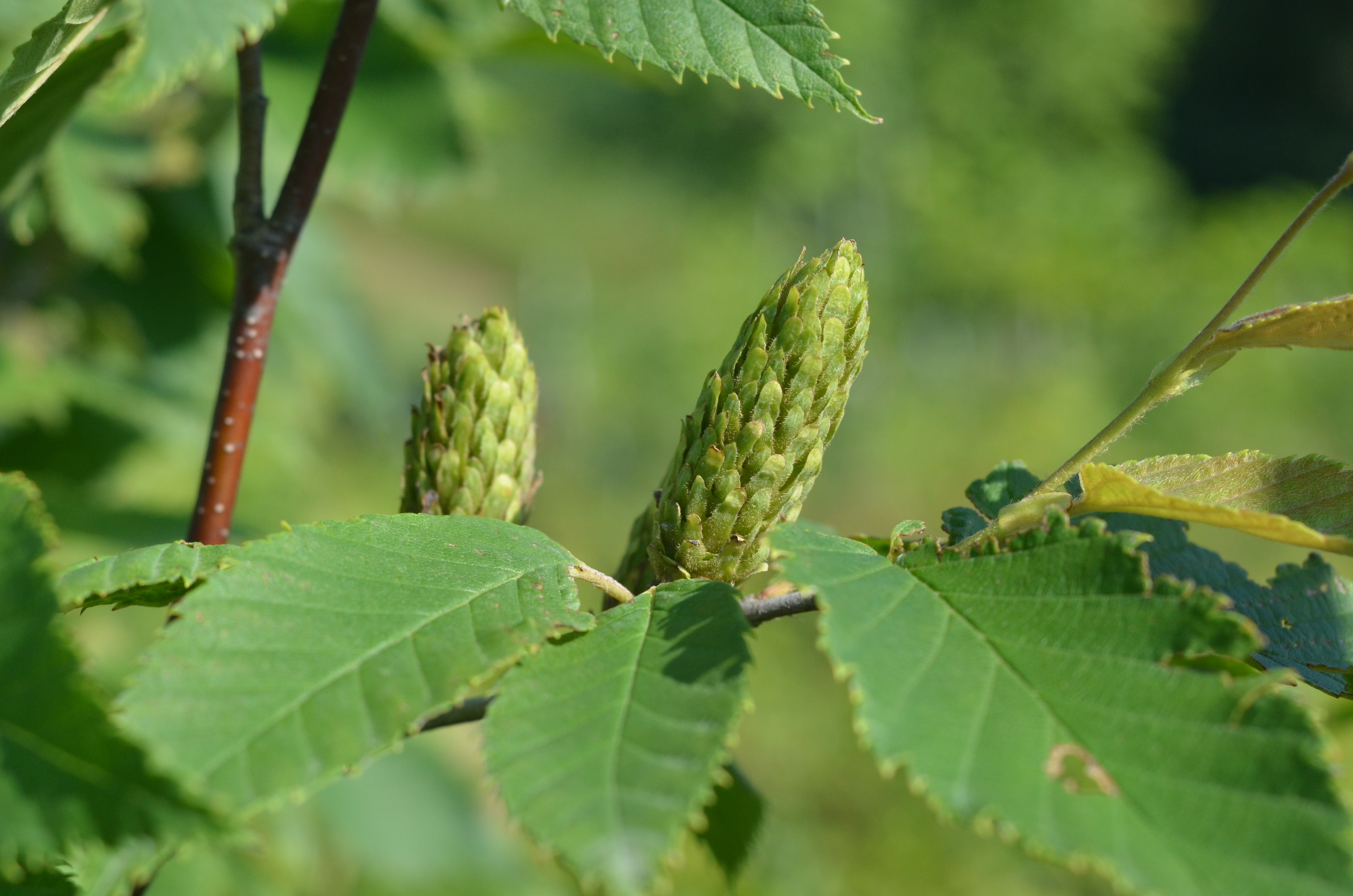 Speckled Alder — Ontario Native Plant Nursery Container