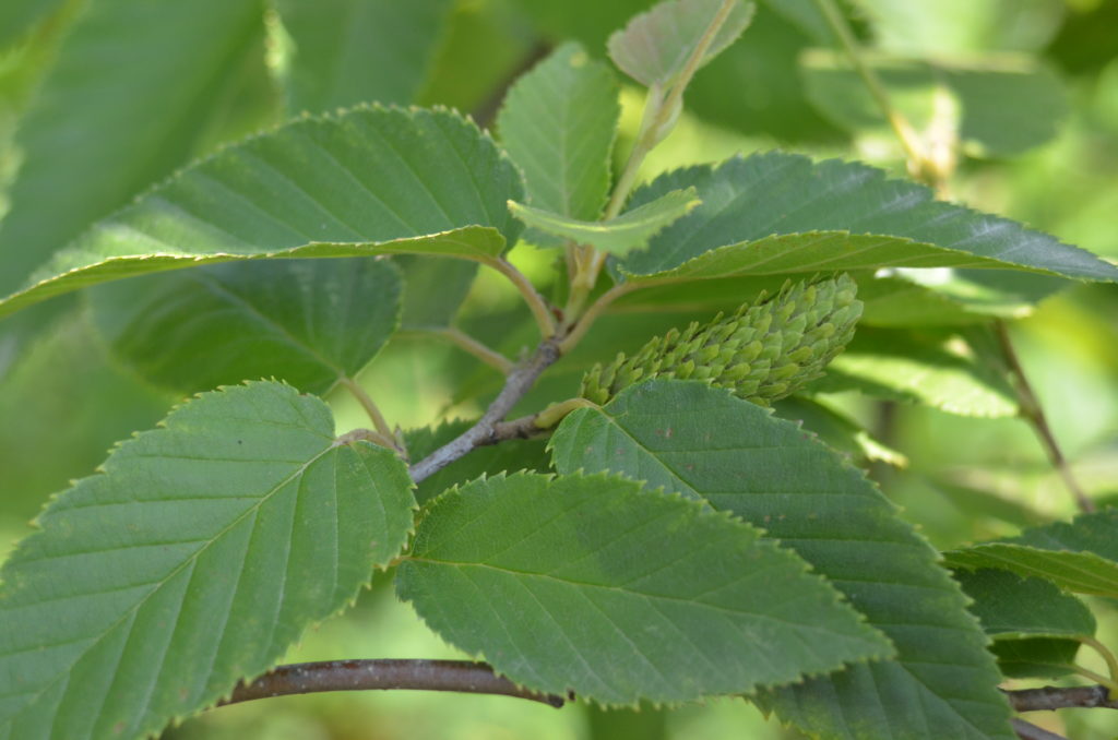 Speckled Alder — Ontario Native Plant Nursery Container Grown (705