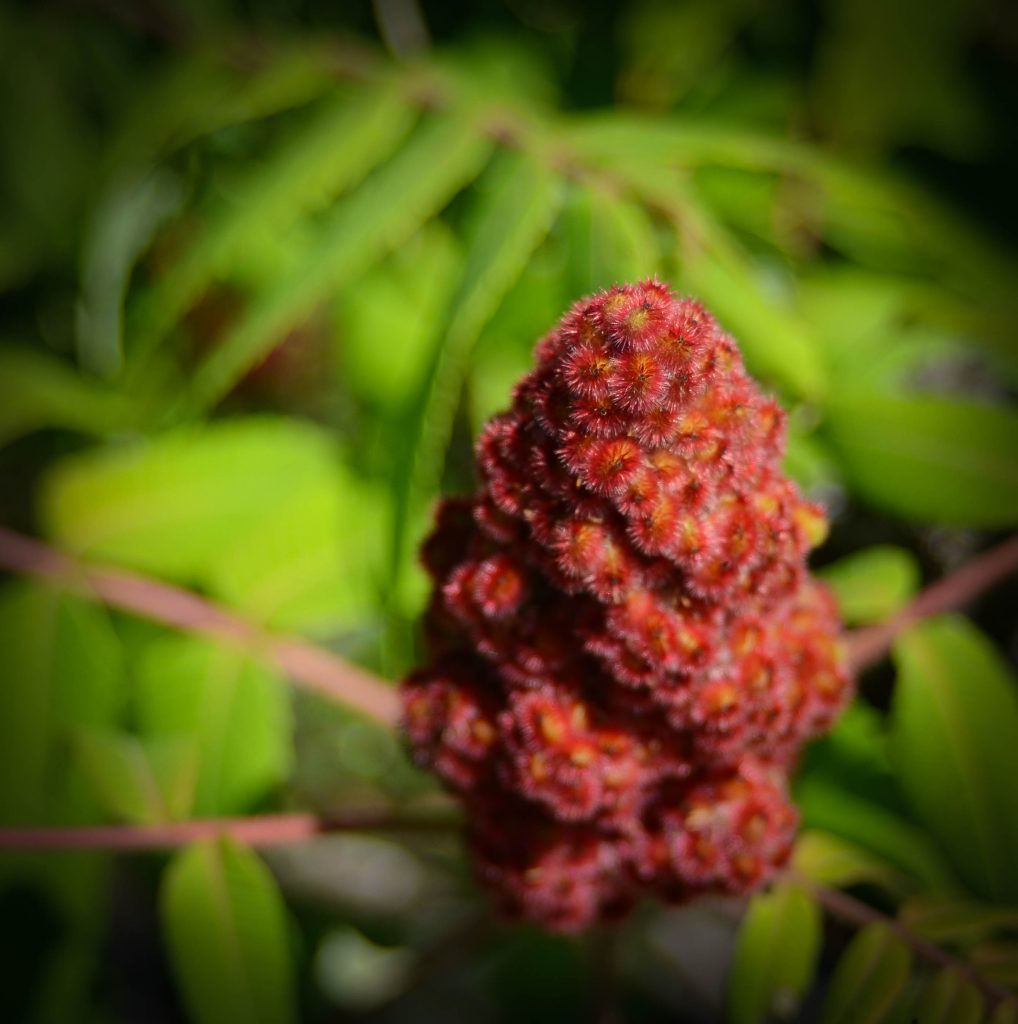 native shrubs Ontario — Ontario Native Plant Nursery Container Grown