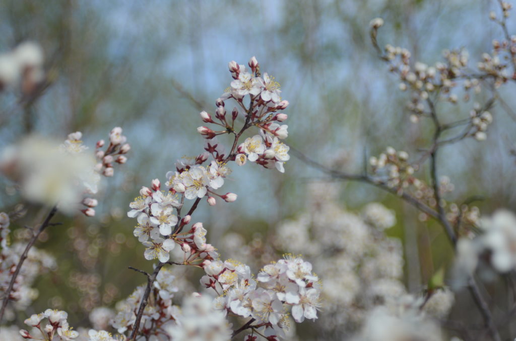 Canada plum — Ontario Native Plant Nursery | Container Grown | (705)466 ...