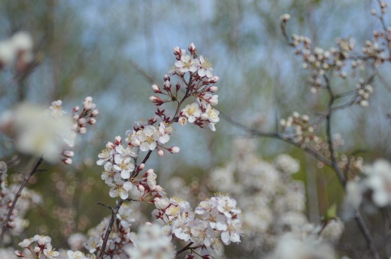 Canada plum — Ontario Native Plant Nursery | Container Grown | (705)466 ...