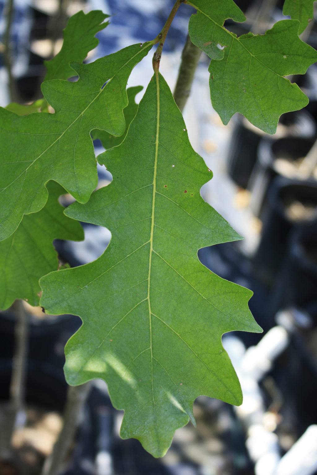 white oak — Ontario Native Plant Nursery Container Grown (705)4666290