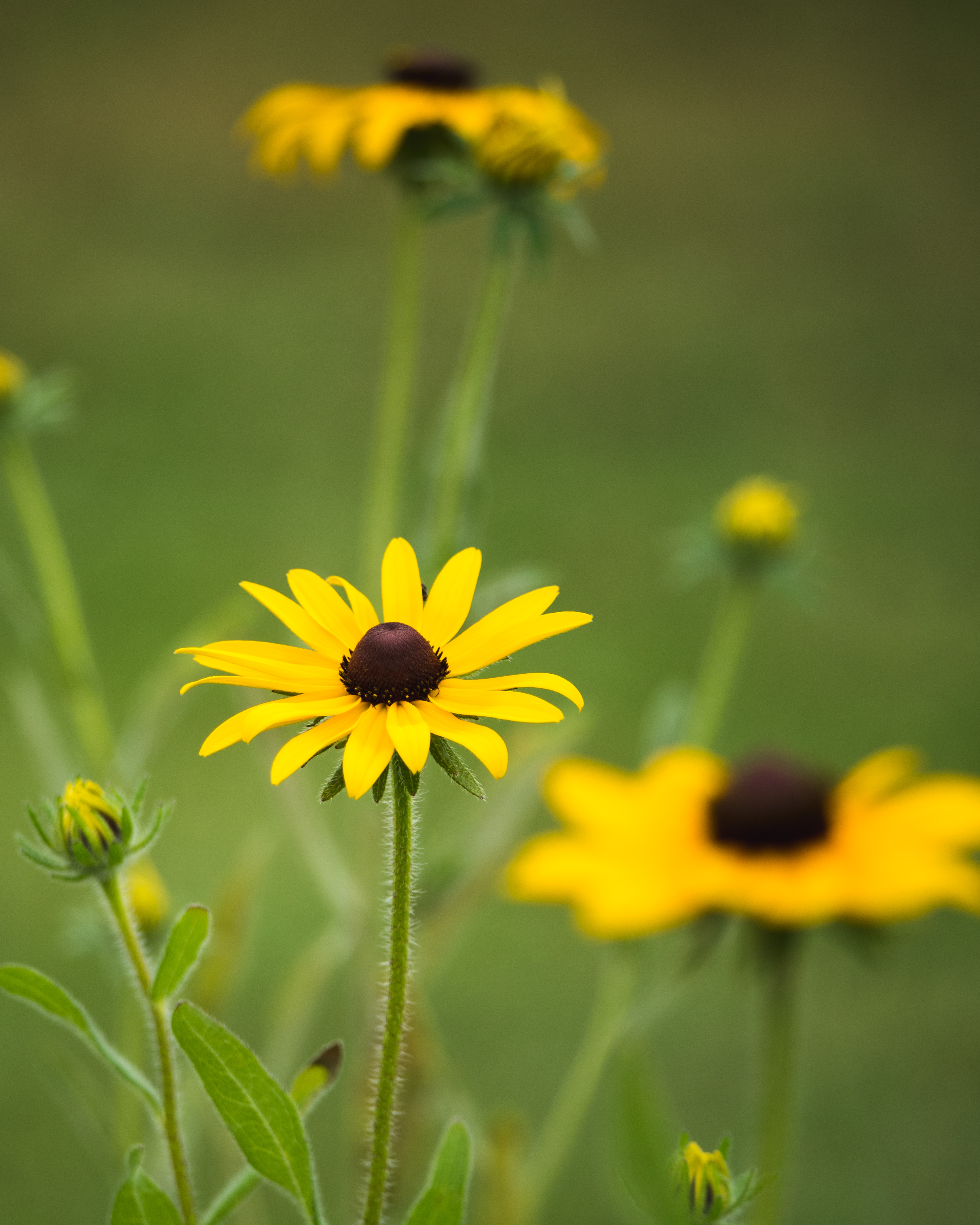 Early Summer Blooms – Five Perennials